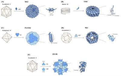 Strategies for developing self-assembled nanoparticle vaccines against SARS-CoV-2 infection